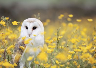 White Snowy Owl