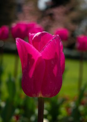 A pink beauty