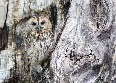 Camouflage Owl