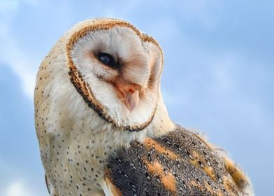 White Speckled Owl