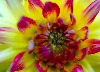 Yellow Pink Dahlia Flower