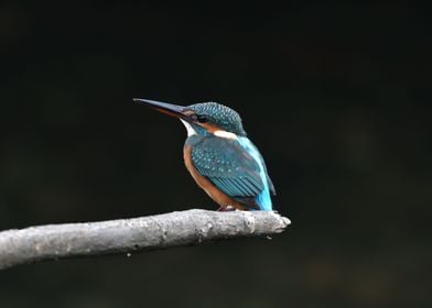 Little Kingfisher