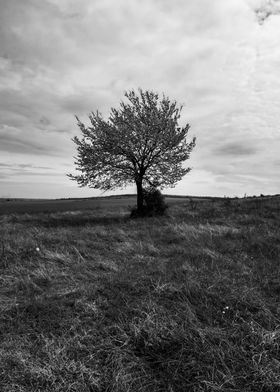 The lonely tree