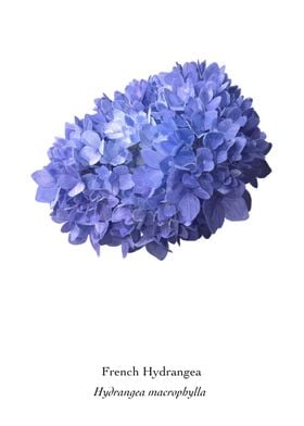French Hydrangea, Blue