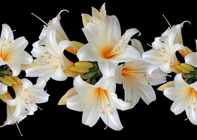 White Lilies 