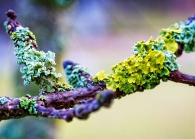 Moss netting 