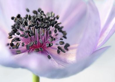 Pastel Lilac Anemone