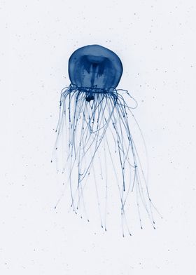 Immortal jellyfish