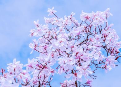 Magnolia Blossom Tree