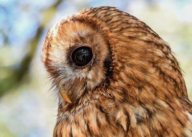 Hulotte Tawny Owl