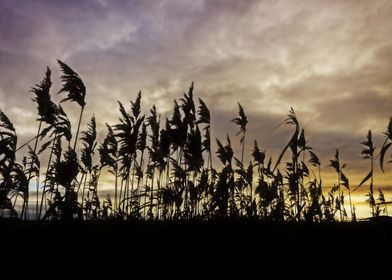 Weed and Corn