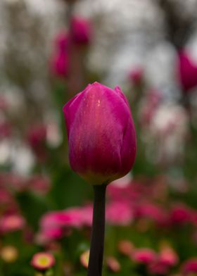 Tulip