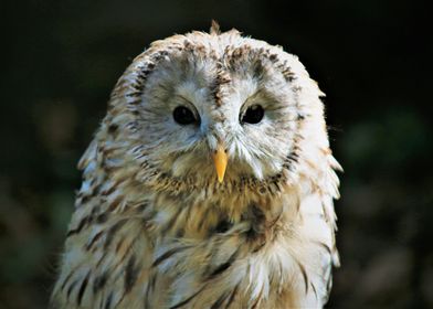 Ural Owl