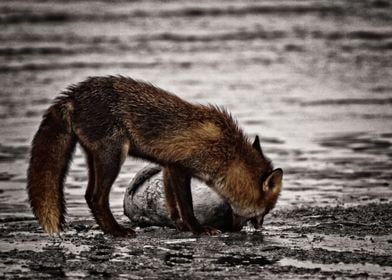 Happy Fox found a Seal