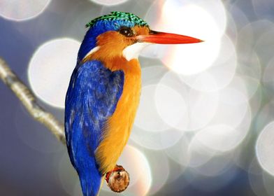 Alcedo Atthis Kingfisher