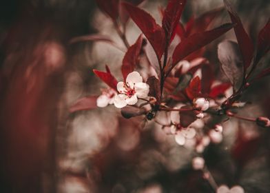 Little White Blossoms