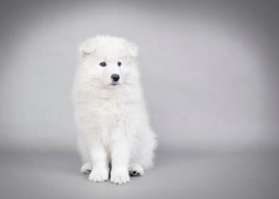 Samoyed  puppy