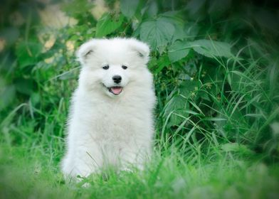 Samoyed  puppy