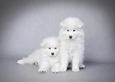 Samoyed  puppy