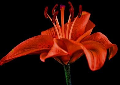 Red Lily On Black