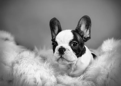 French Bulldog puppy