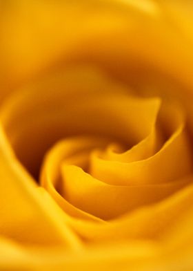 Yellow Rose Overflow