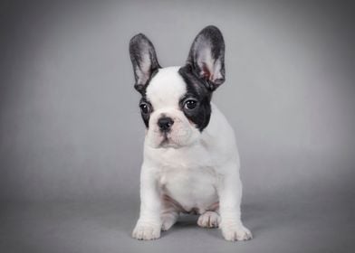 French Bulldog puppy