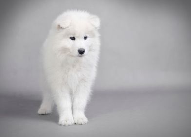 Samoyed  puppy