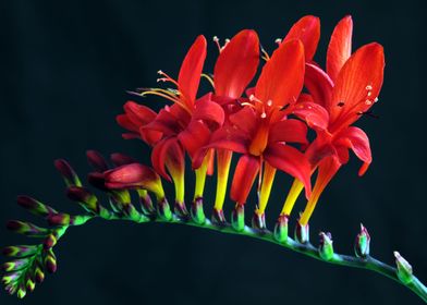 Red Crocosomia Flower