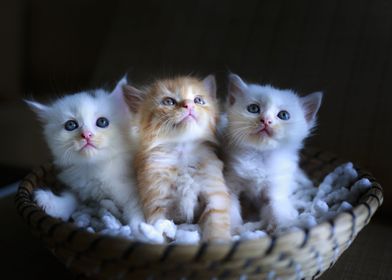 Three cute cats