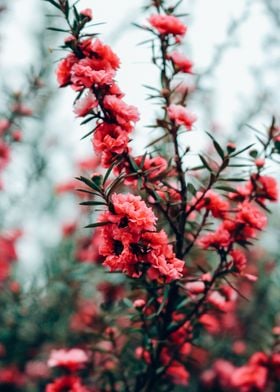 Pink Blossom Haze