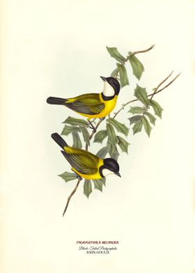 Black Tailed Pachycephala