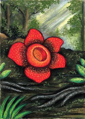 Rafflesia flower