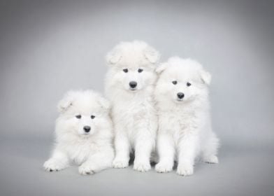 Samoyed  puppy