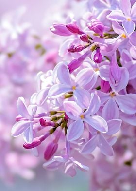Soft Pink Lilac Flowers