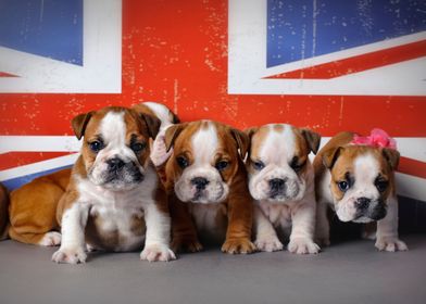 English bulldog puppies