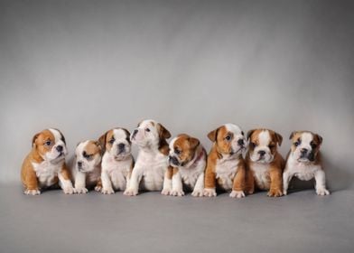 Bulldog puppies