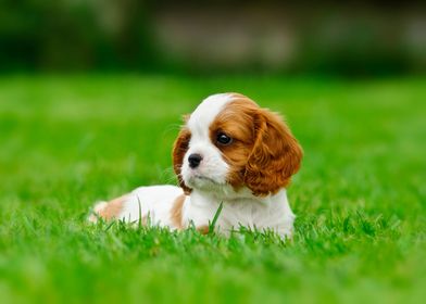 Cavalier puppy