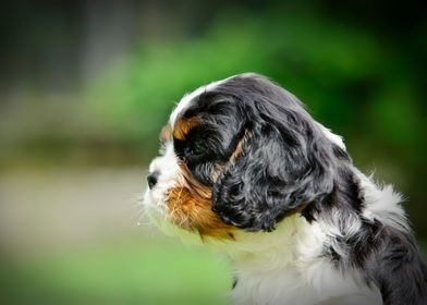 Cavalier puppy