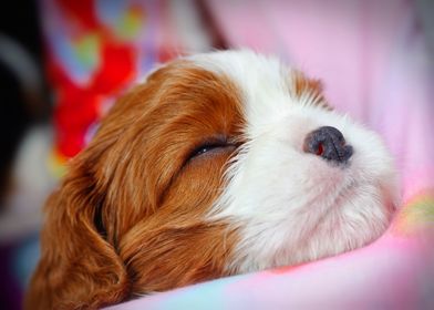 Cavalier puppy