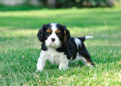 Cavalier puppy