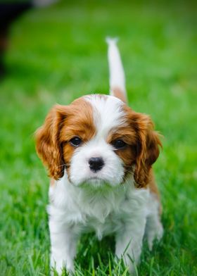 Cavalier puppy