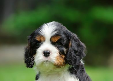 Cavalier puppy