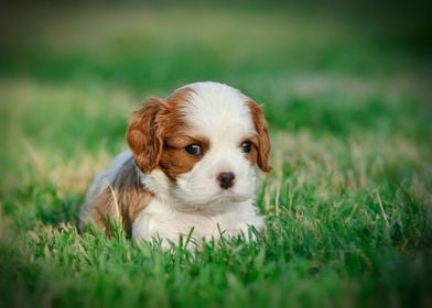  Cavalier puppy