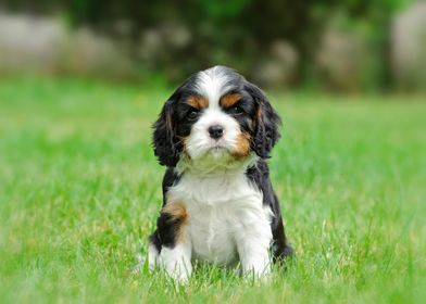 Cavalier puppy