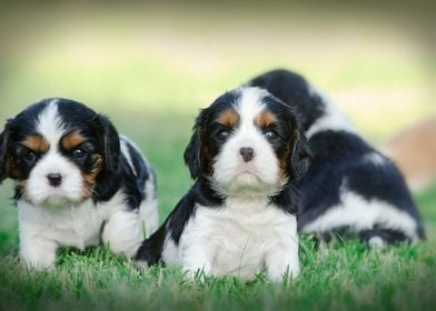  Cavalier puppies