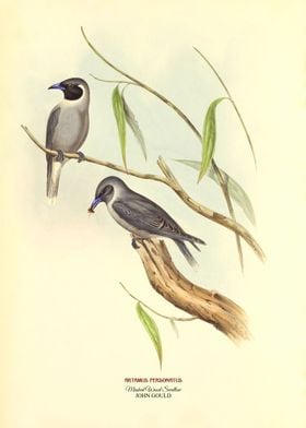 Masked Wood Swallow