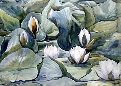 Lotus Flowers 