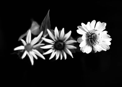 White flowers