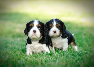  Cavalier puppies